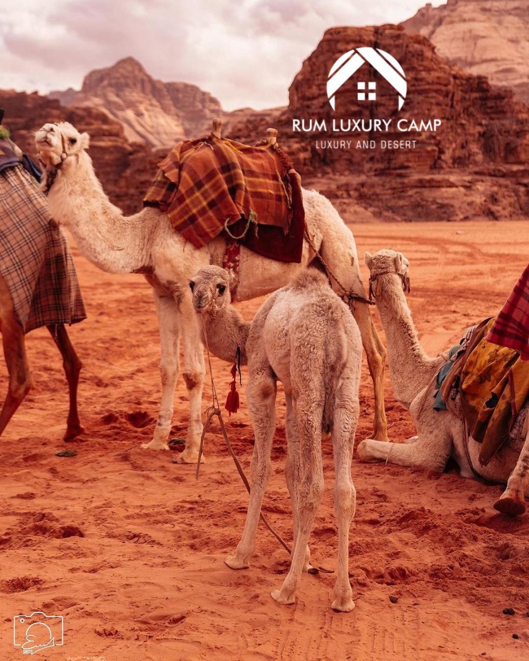 Rum Luxury Camp Wadi Rum Zewnętrze zdjęcie